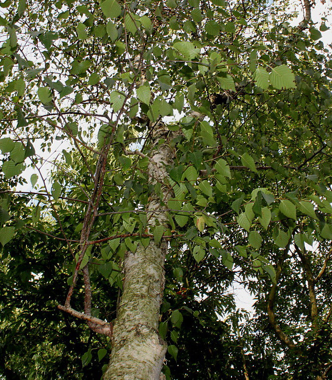Image of Betula albosinensis specimen.