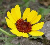 Glebionis segetum