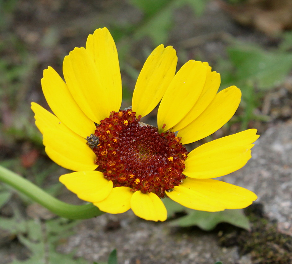 Image of Glebionis segetum specimen.