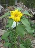 Helianthus annuus. Цветущее растение на несанкционированной свалке бытового мусора. Томск. 12.09.2007.