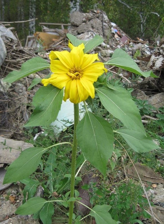 Изображение особи Helianthus annuus.