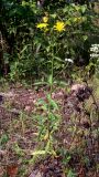 Hieracium umbellatum