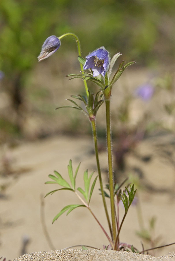 Изображение особи Pulsatilla dahurica.