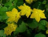 Lysimachia nummularia