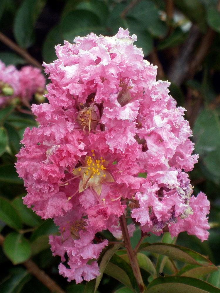 Изображение особи Lagerstroemia indica.