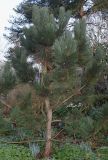 род Pinus. Растение с шишками. Германия, г. Дюссельдорф, Ботанический сад университета. 02.03.2014.
