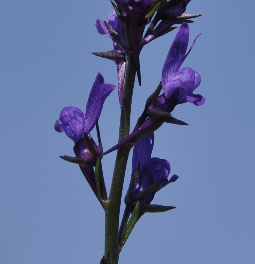 Image of Linaria pelisseriana specimen.