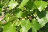 Betula pendula. Часть ветви с пчелой медоносной (Apis mellifera L.), собирающей прополис. Восточный Казахстан, Уланский р-н, с. Украинка, дачный участок. 15.06.2005.