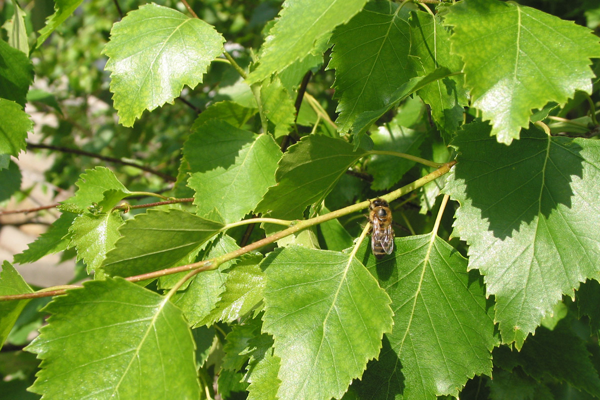 Изображение особи Betula pendula.