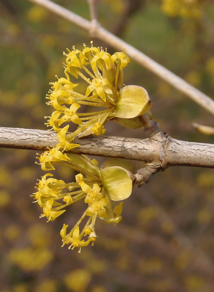 Image of Cornus mas specimen.