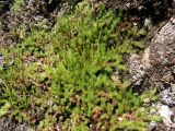 Selaginella rupestris