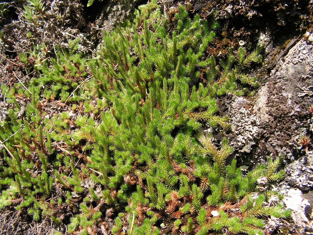 Изображение особи Selaginella rupestris.