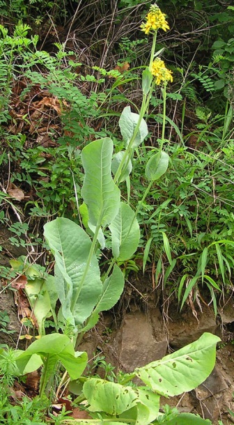 Image of Ligularia schmidtii specimen.