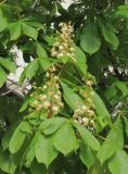 Aesculus hippocastanum
