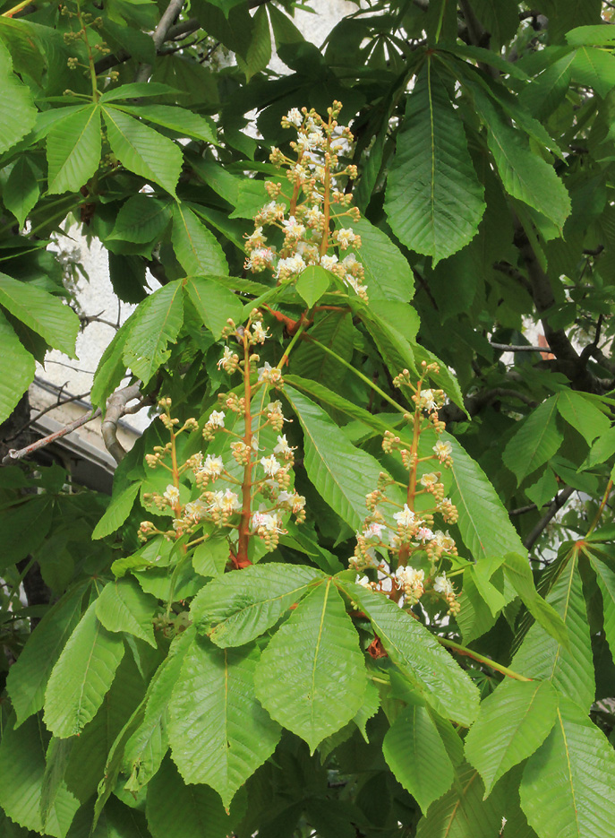 Image of Aesculus hippocastanum specimen.