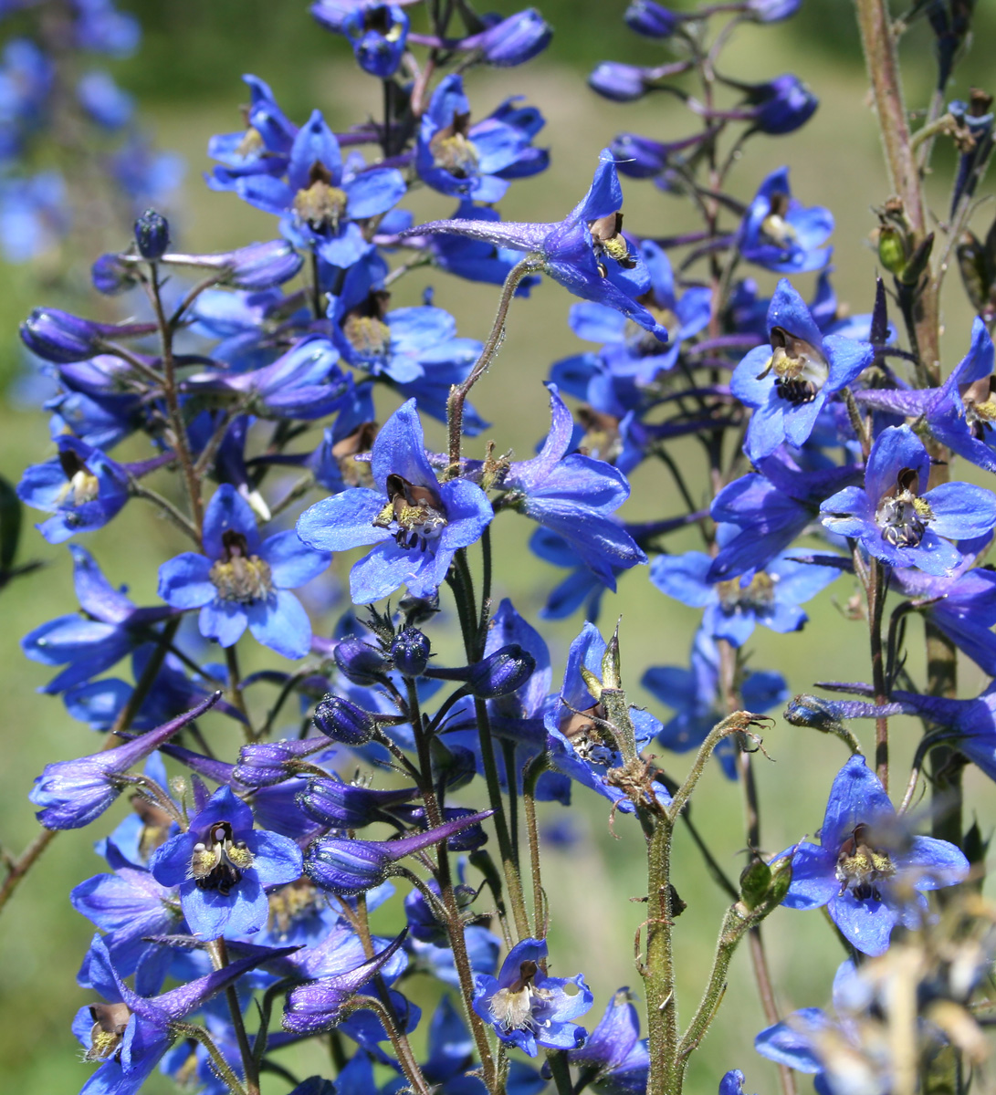 Изображение особи Delphinium elatum.