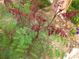View full-size image Caesalpinia pulcherrima
