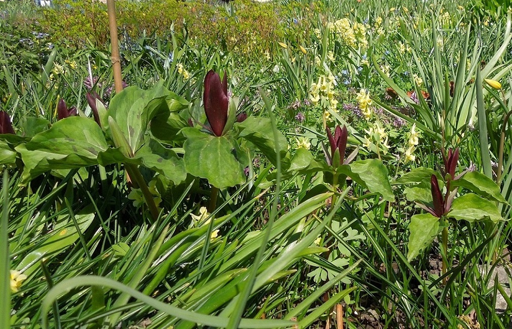 Изображение особи Trillium sessile.