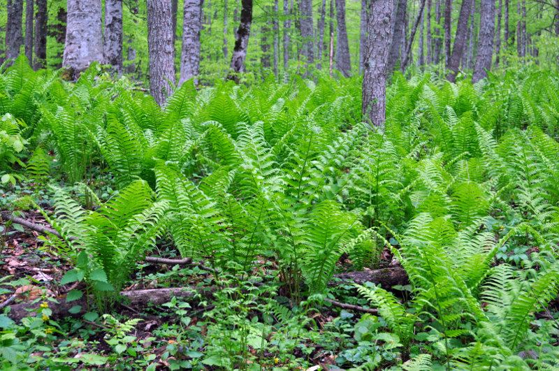 Изображение особи Dryopteris filix-mas.