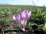 Colchicum laetum