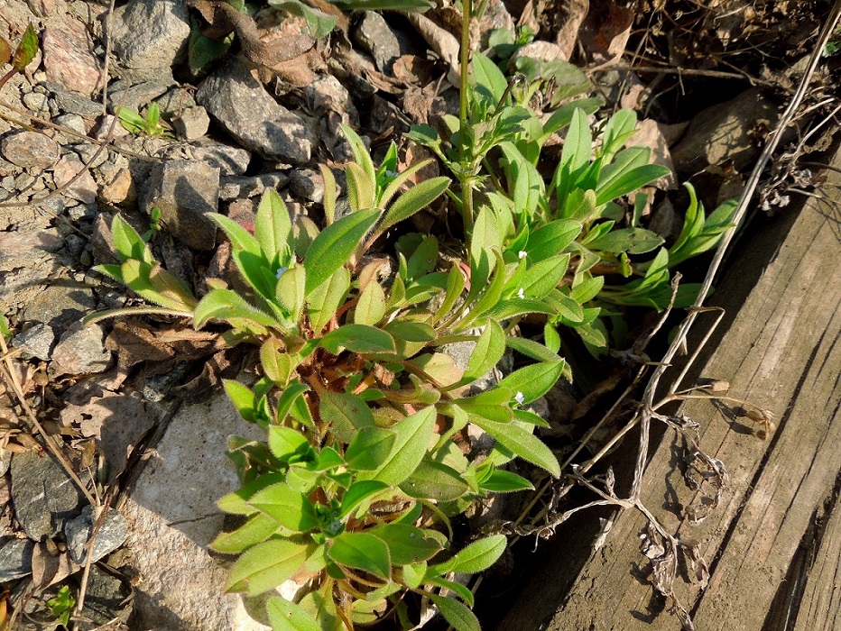 Изображение особи Myosotis sparsiflora.