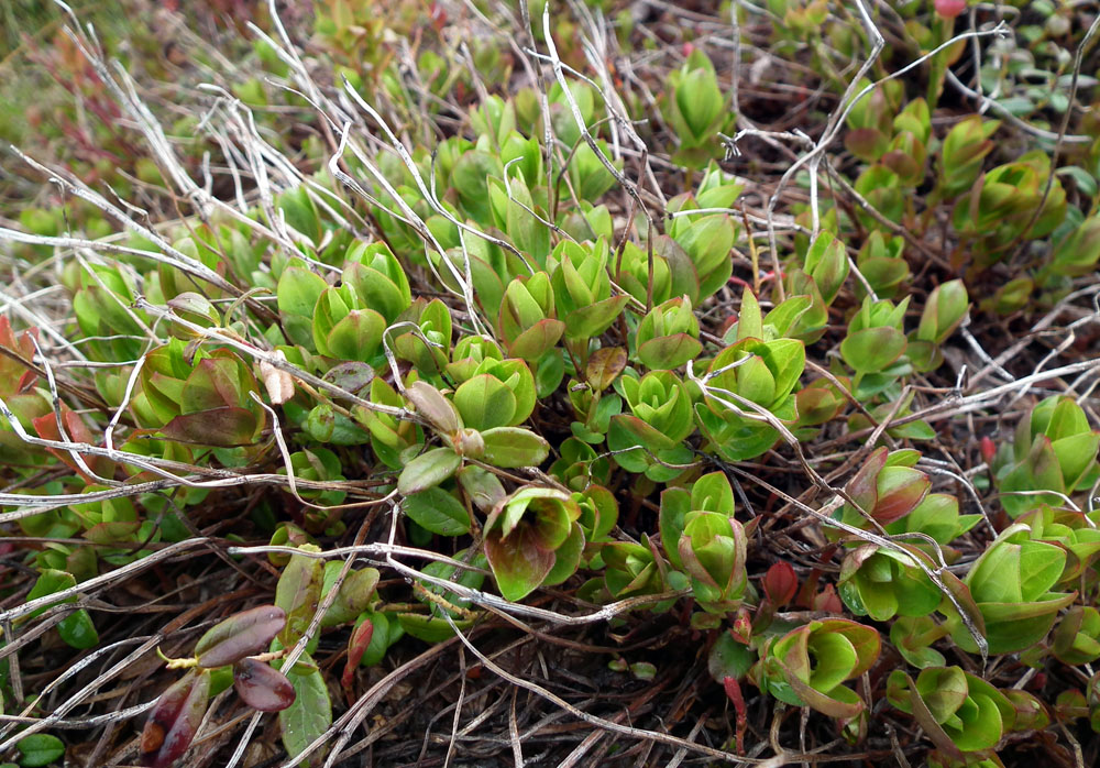 Изображение особи Chamaepericlymenum suecicum.