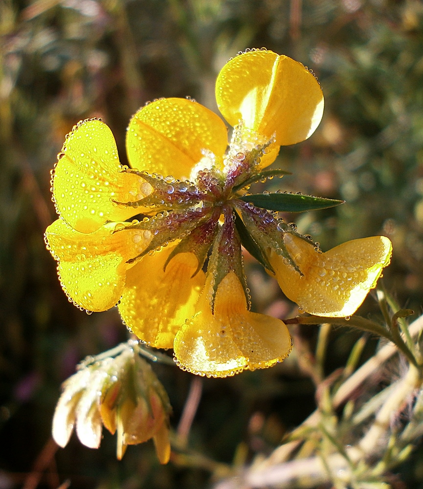 Image of Lotus &times; ucrainicus specimen.