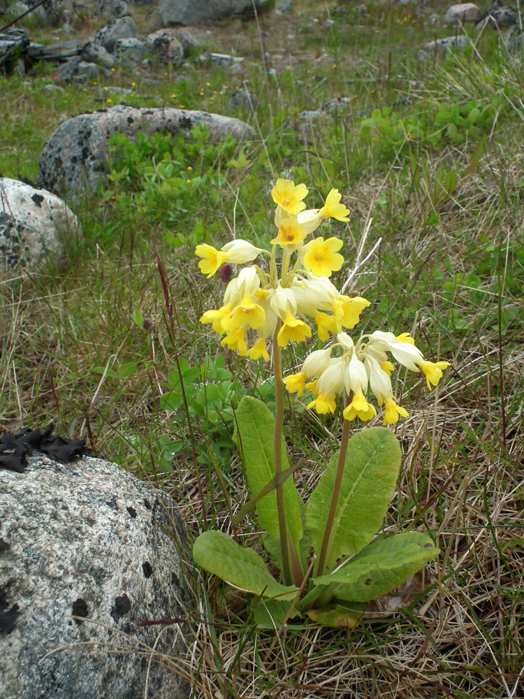 Изображение особи Primula macrocalyx.