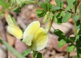 Vicia hybrida. Цветок. Греция, п-ов Пелопоннес, окр. г. Катаколо. 22.04.2014.