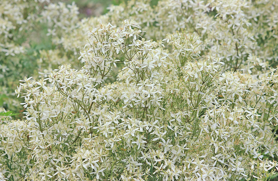 Изображение особи Clematis lathyrifolia.