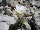 Cerastium lithospermifolium