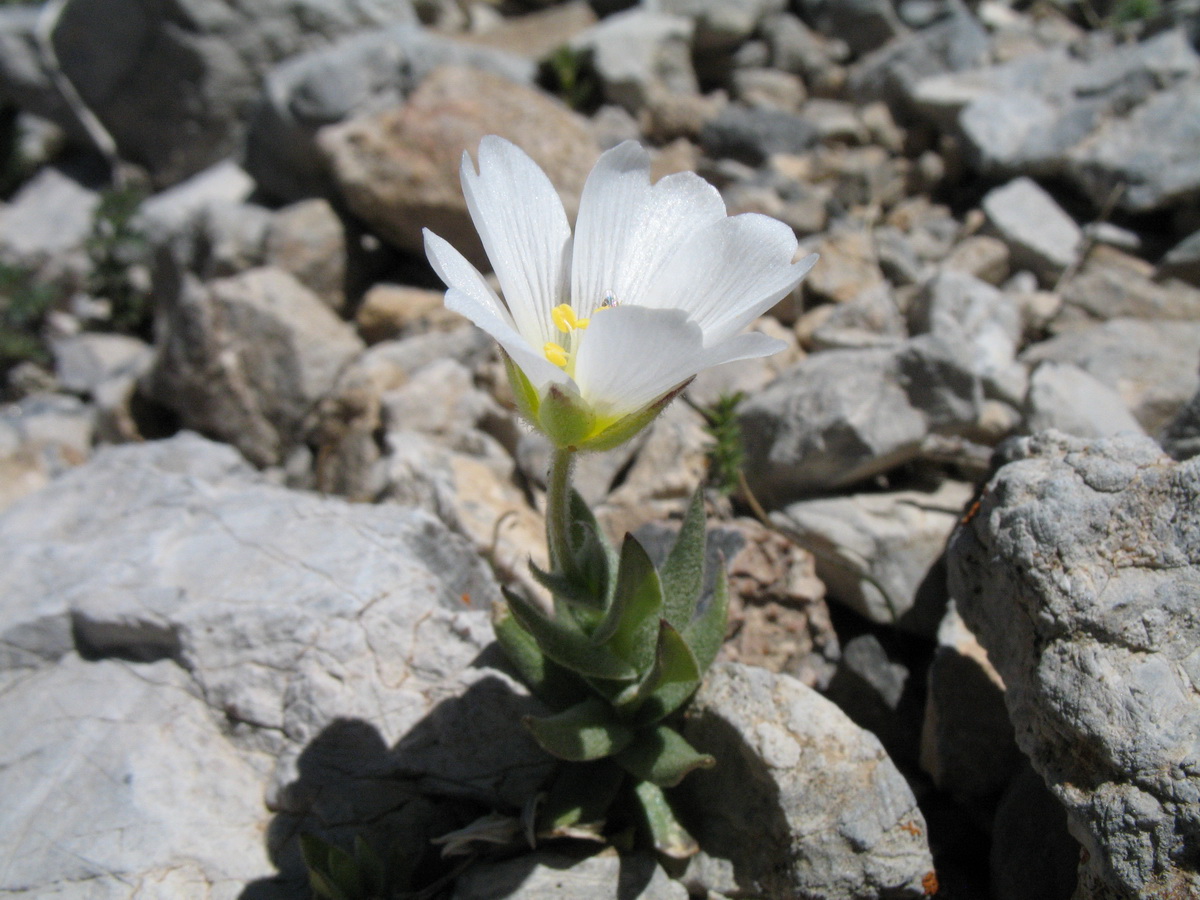 Изображение особи Cerastium lithospermifolium.