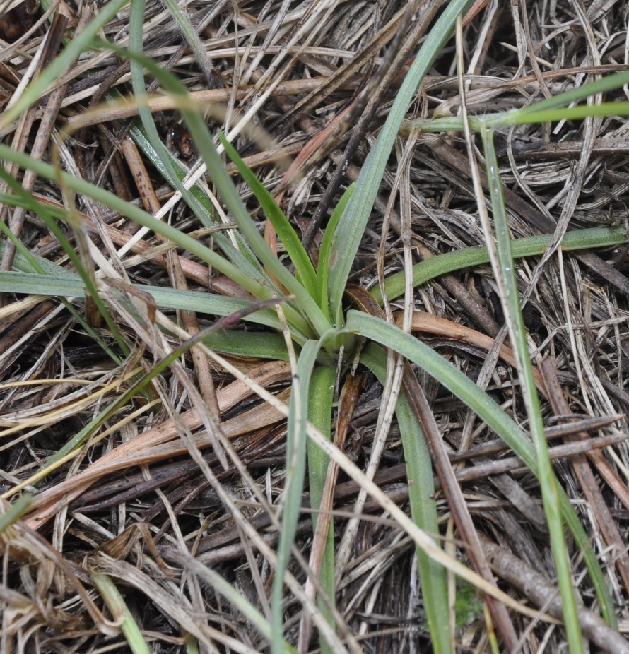 Image of Armeria canescens specimen.