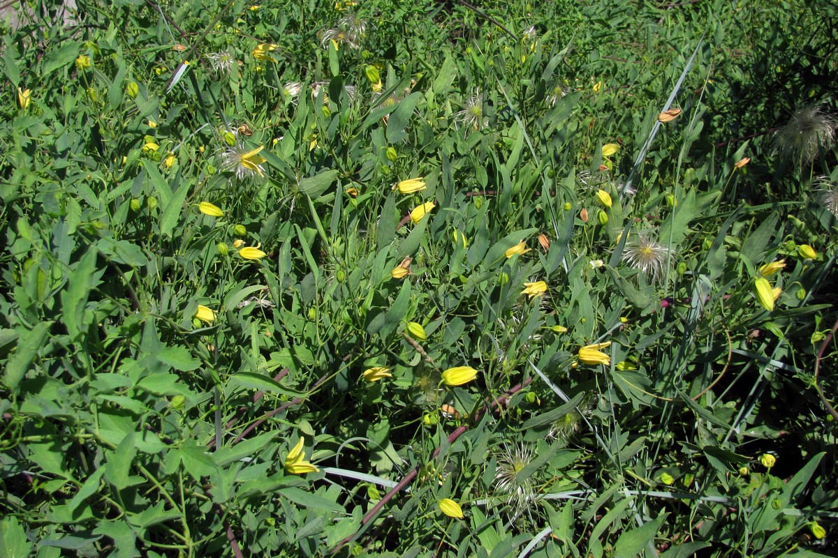Image of Clematis orientalis specimen.