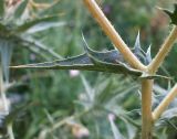Carthamus lanatus