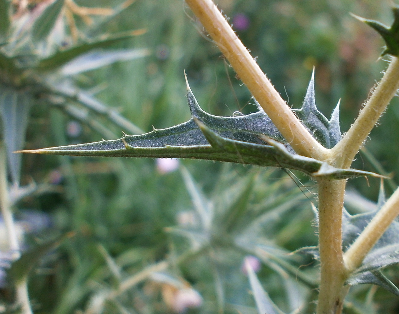 Изображение особи Carthamus lanatus.