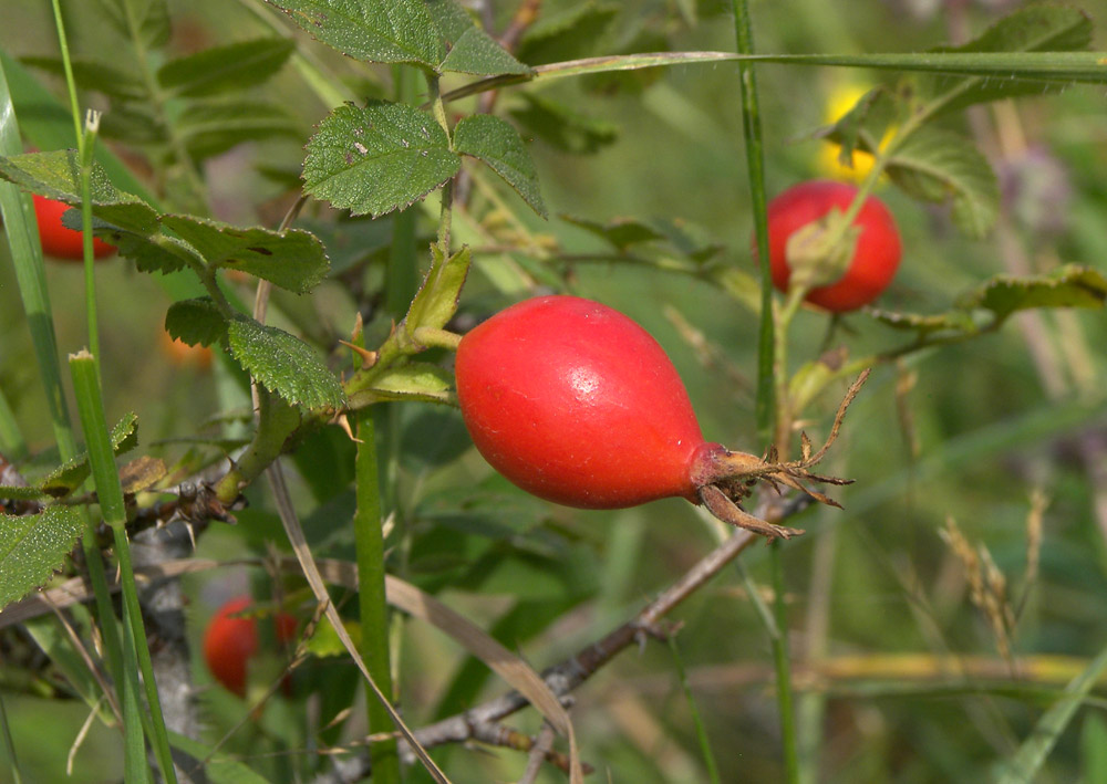 Image of Rosa pulverulenta specimen.