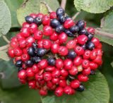 Viburnum lantana. Созревающее соплодие. Германия, г. Кемпен, в городском саду. 21.08.2014.