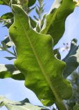 Verbascum pulverulentum. Лист (нижняя сторона). Германия, г. Дюссельдорф, Ботанический сад университета. 03.07.2014.