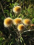 Carlina fennica