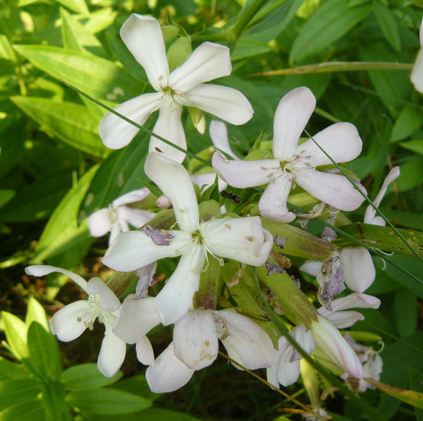 Изображение особи Saponaria officinalis.