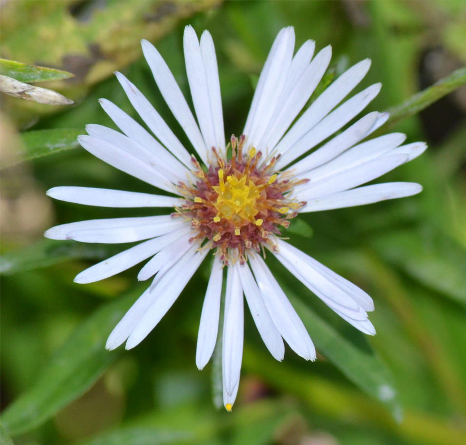 Image of genus Symphyotrichum specimen.