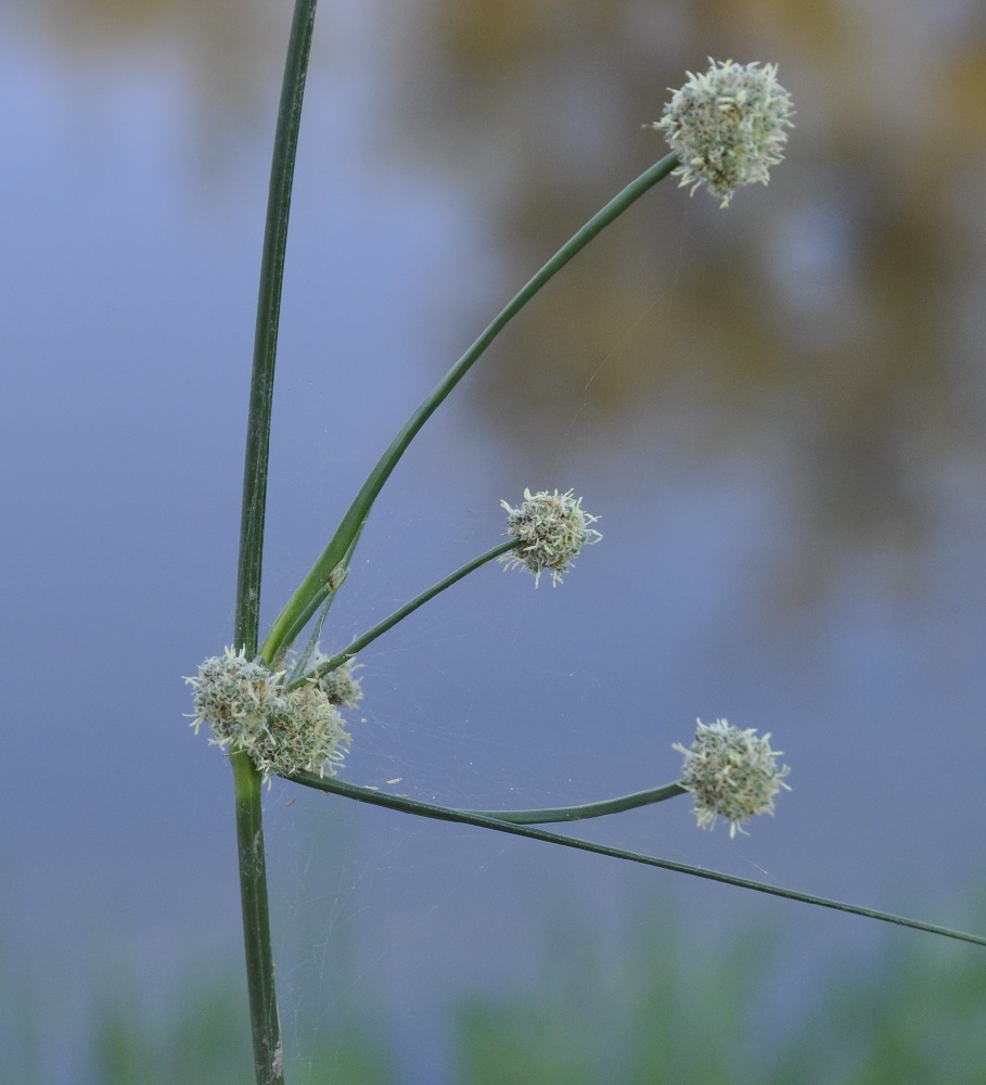 Изображение особи Scirpoides holoschoenus.