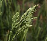Poa pratensis. Нераспустившееся соцветие.. Московская обл., Раменский р-н, окр. ж.-д. платформы Хрипань, просека под ЛЭП. 19.05.2014.