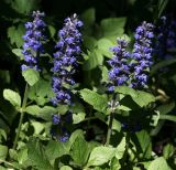 Ajuga reptans. Верхушки побегов с соцветиями. Московская обл., Раменский р-н, окр. ж.-д. пл. Хрипань, смешанный лес у просеки под ЛЭП. 20.05.2014.
