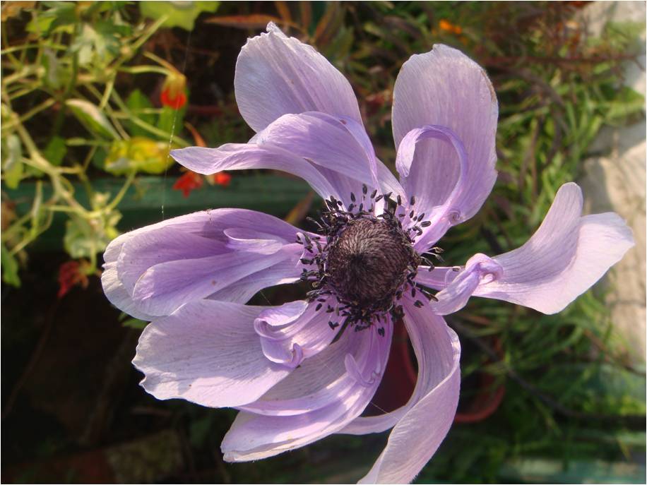 Изображение особи Anemone coronaria.