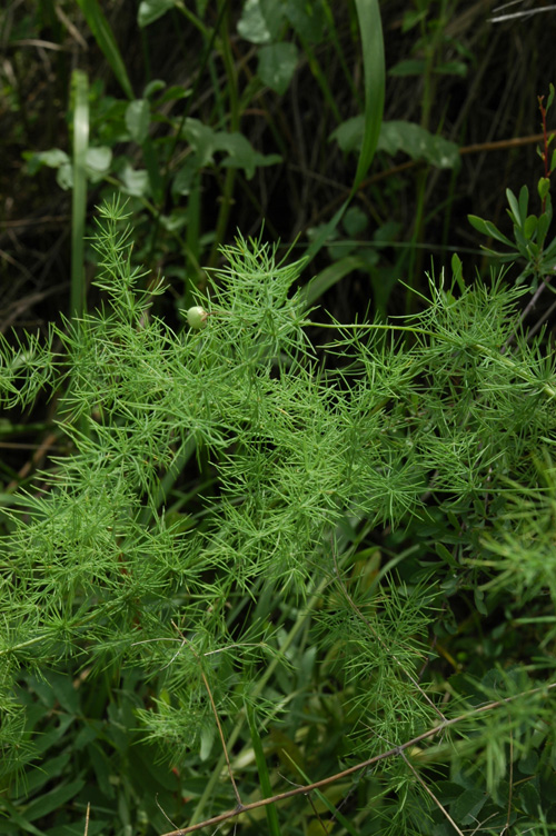 Image of Asparagus neglectus specimen.