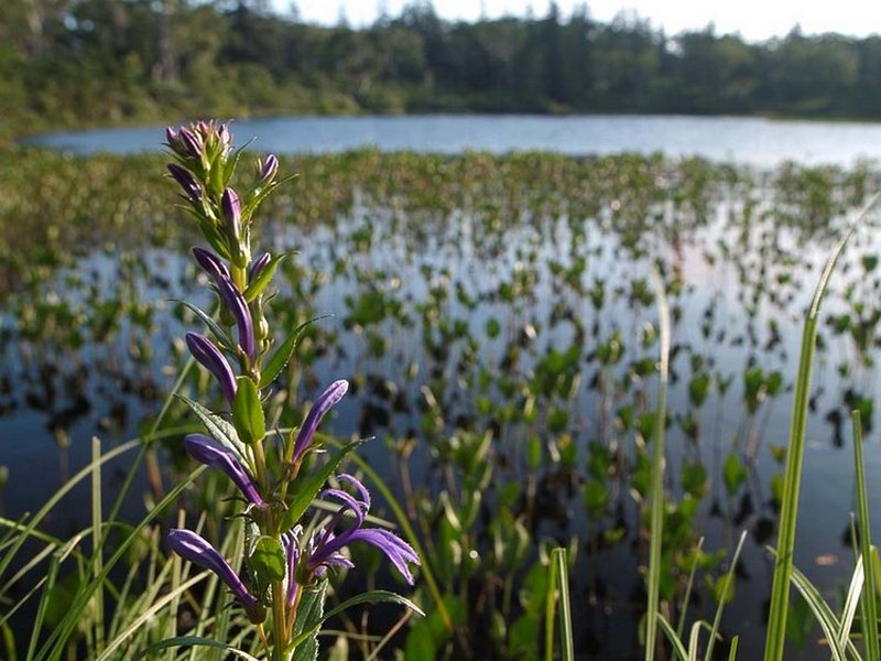 Image of Lobelia sessilifolia specimen.