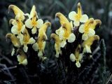Pedicularis oederi