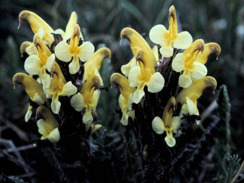 Изображение особи Pedicularis oederi.